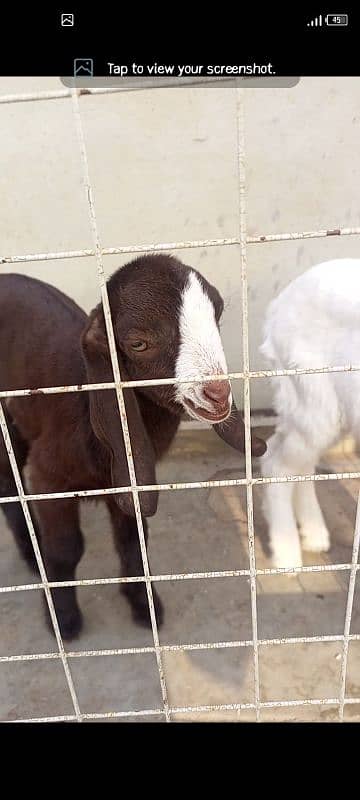 fore sale. bakri 1st timer 2 female kids one month 6