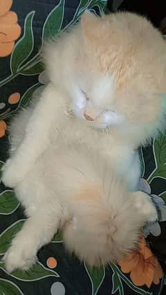 Persian cat / Tripple coated | Male cat for sale