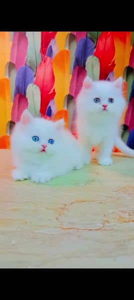 Persian cat for sale male or female my WhatsApp 0329. =35=54. =428 2