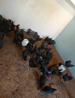 Australorp laying eggs hens for sale