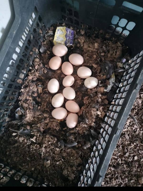 Australorp laying eggs hens for sale 1