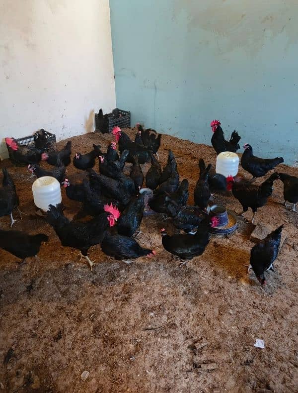 Australorp laying eggs hens for sale 2