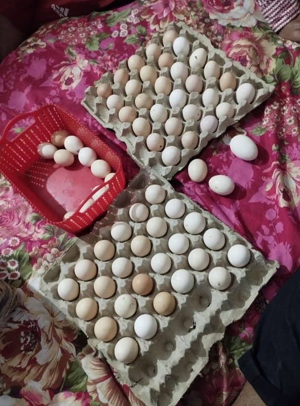 Australorp laying eggs hens for sale 3