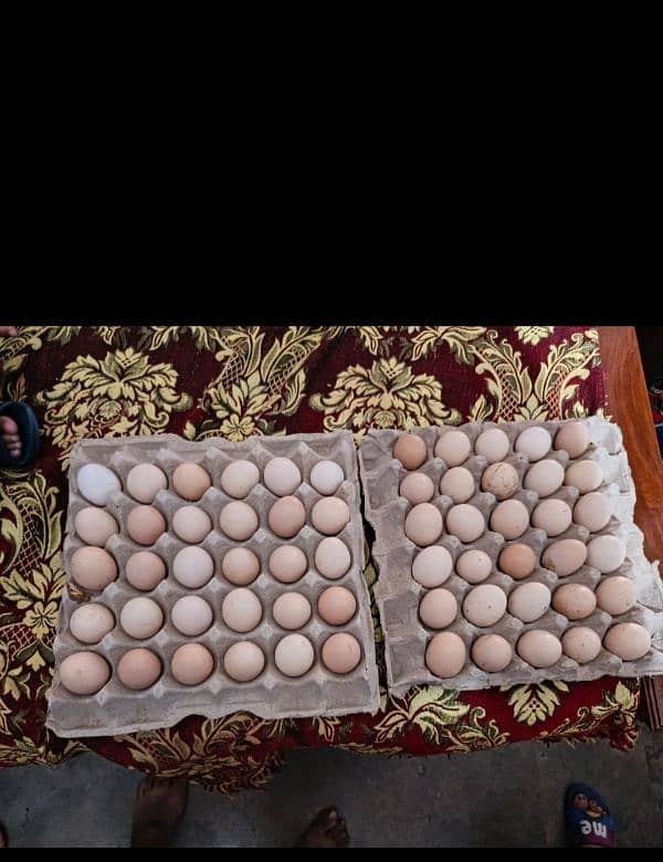 Australorp laying eggs hens for sale 5