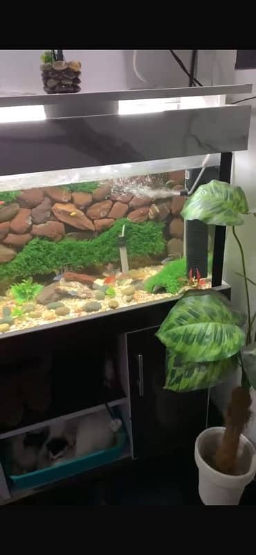 fish aquarium good condition with fishes 2