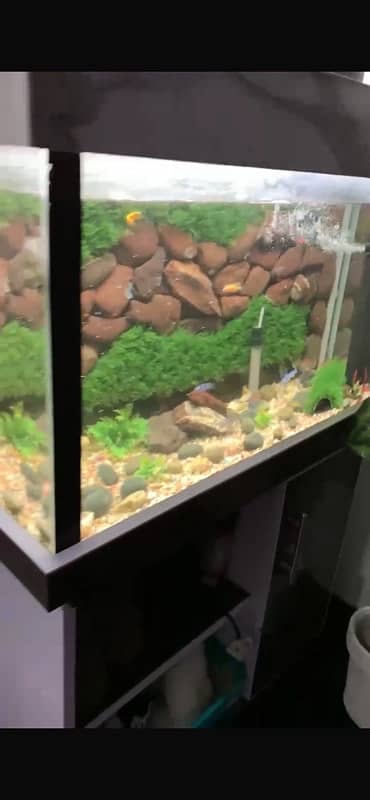 fish aquarium good condition with fishes 3