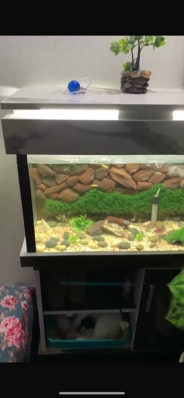 fish aquarium good condition with fishes 4