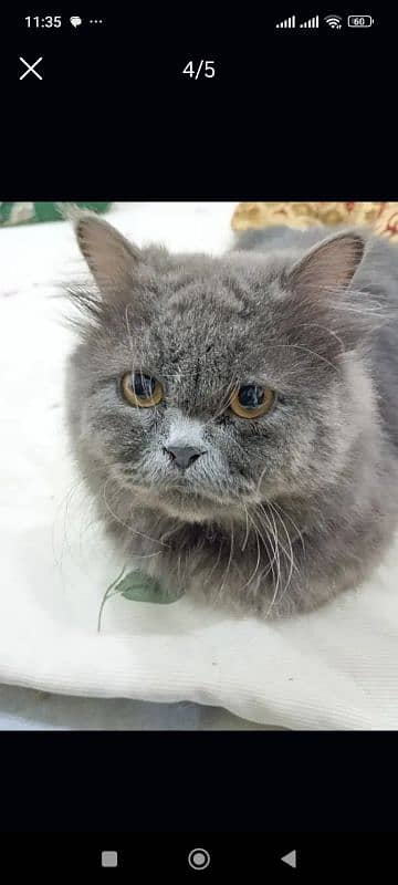 persian gray triple coat 0