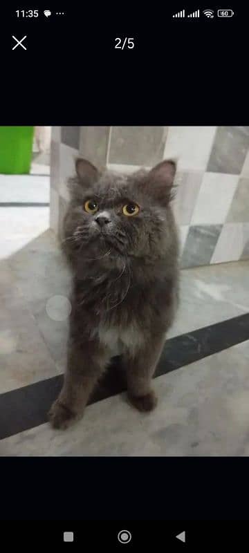 persian gray triple coat 1