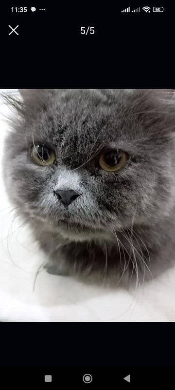 persian gray triple coat 2