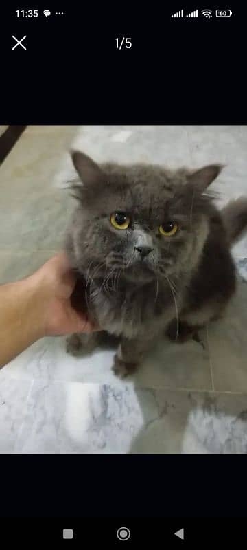 persian gray triple coat 4