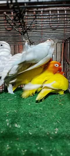 mix Love bird BREEDERS