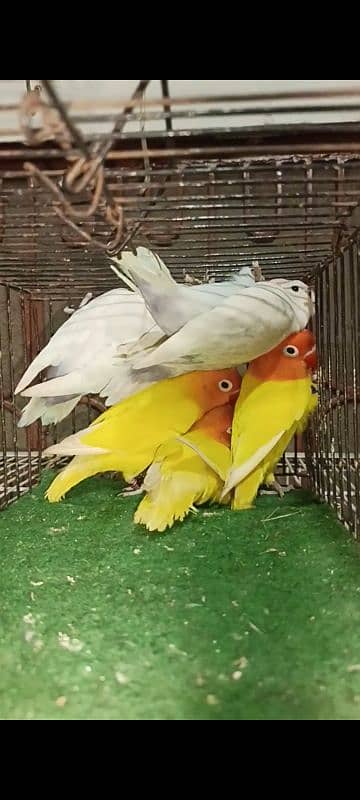 mix Love bird BREEDERS 1