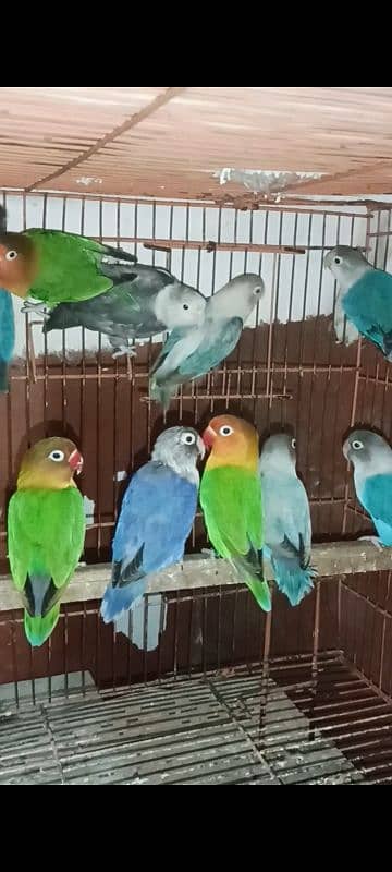 mix Love bird BREEDERS 6