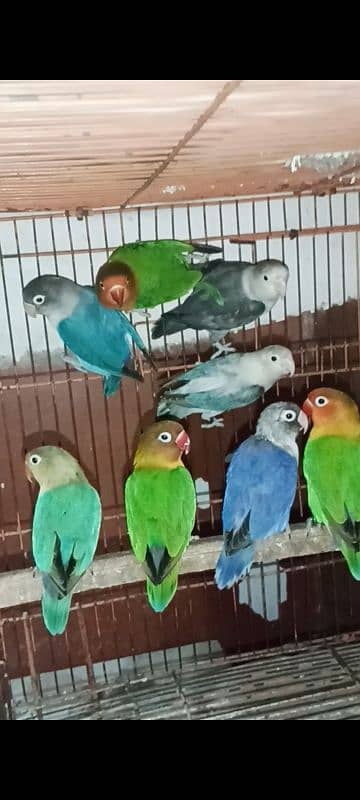 mix Love bird BREEDERS 7