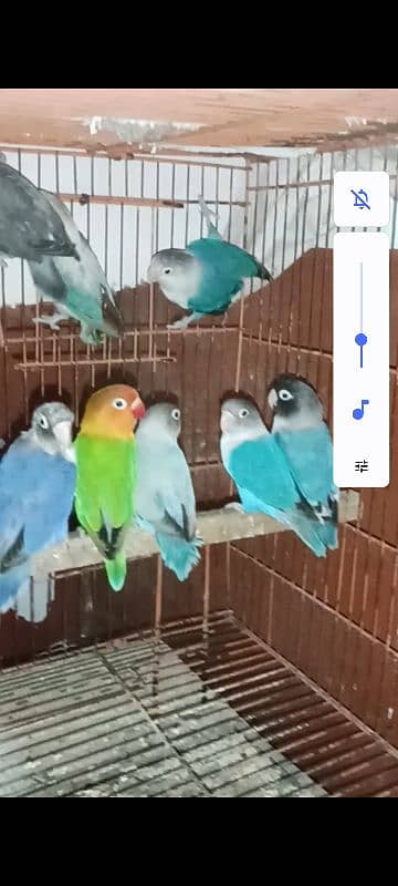 mix Love bird BREEDERS 8