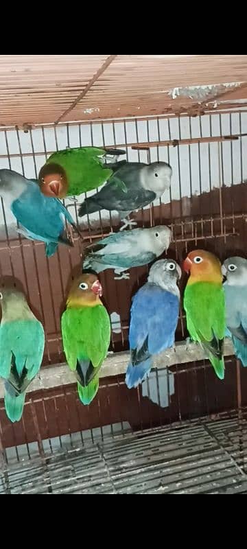 mix Love bird BREEDERS 9