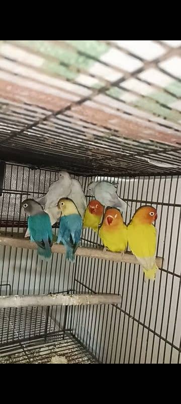 mix Love bird BREEDERS 10