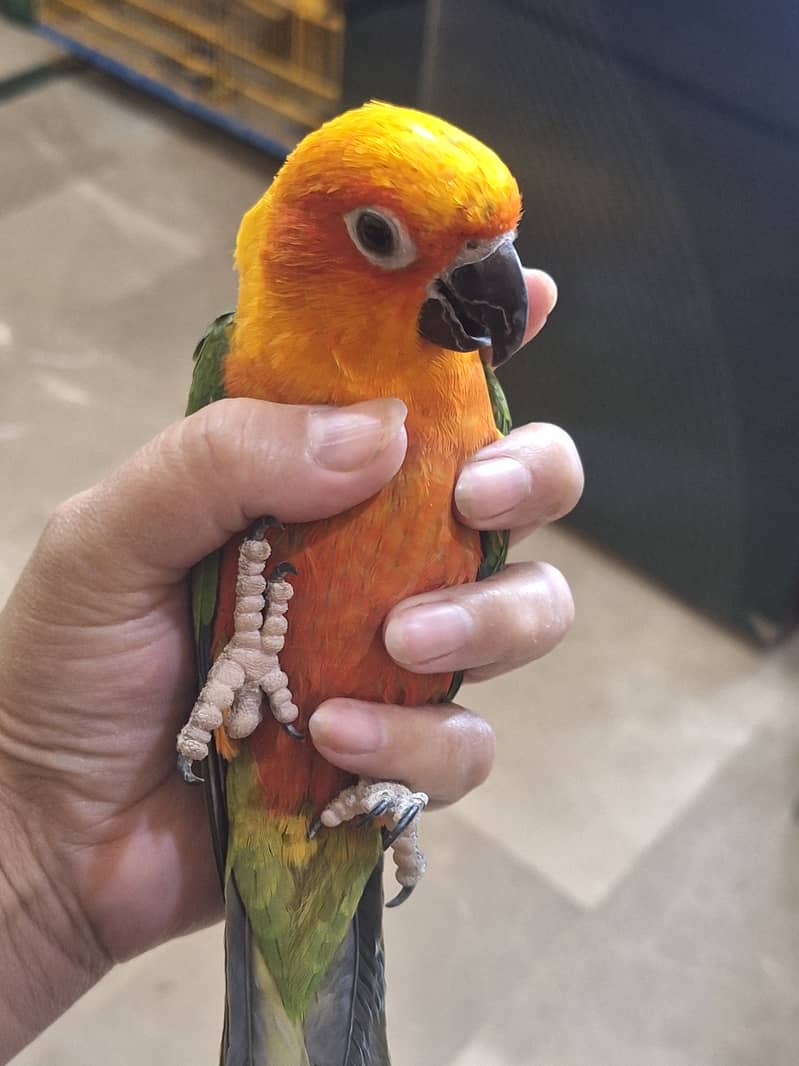 sun conure 2