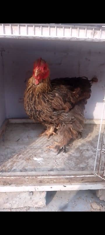 Bharama female hen 0