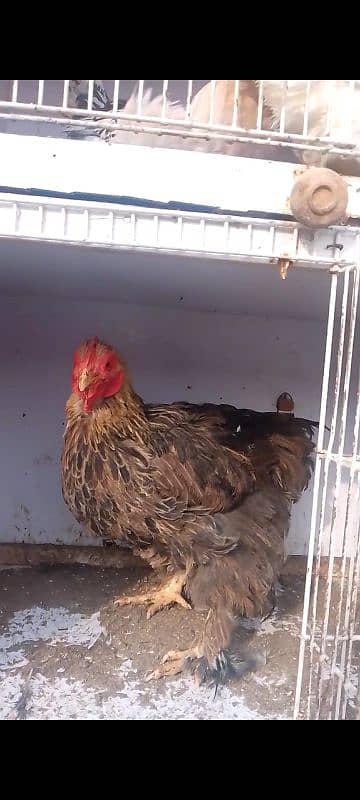 Bharama female hen 1