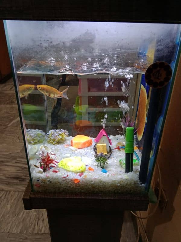 fish aquarium 0