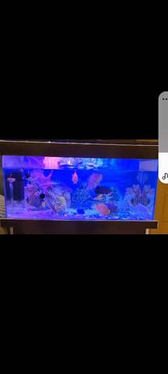 fish aquarium |fish tank| aquarium