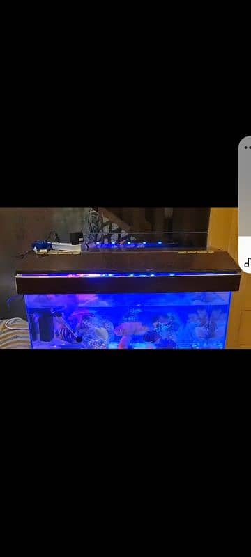 fish aquarium |fish tank| aquarium 2