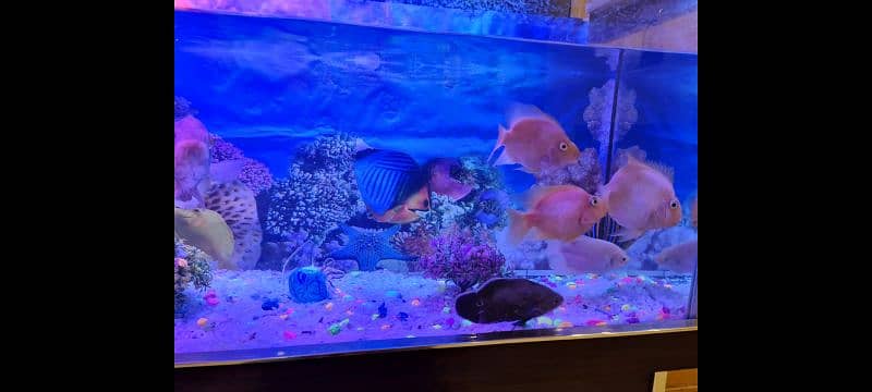 fish aquarium |fish tank| aquarium 4