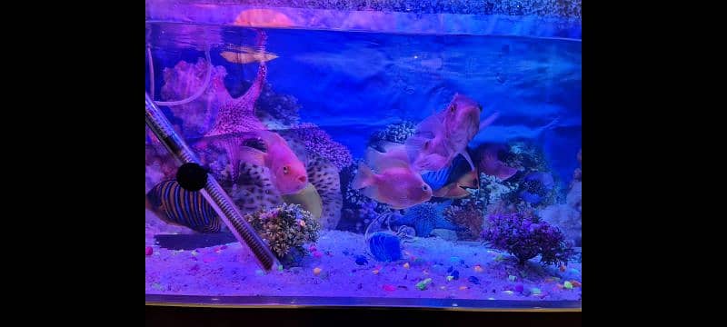 fish aquarium |fish tank| aquarium 6