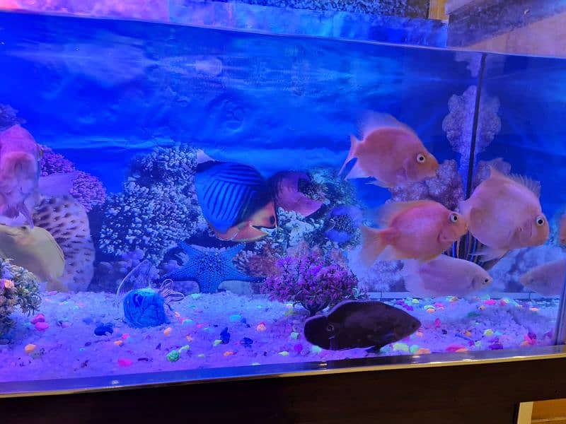 fish aquarium |fish tank| aquarium 10