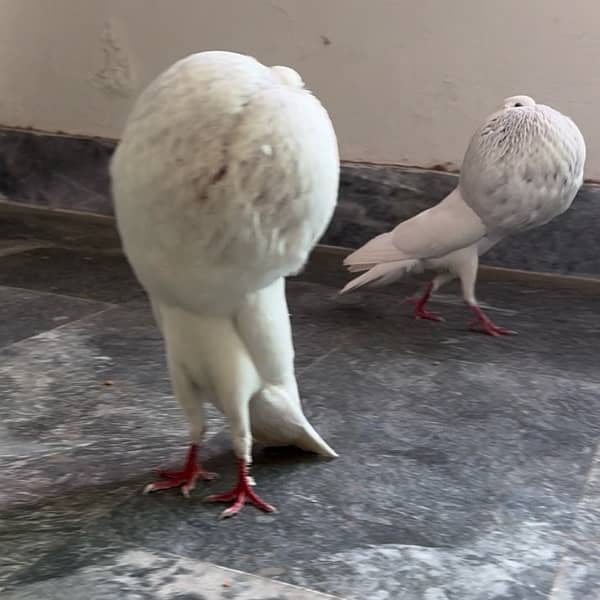 Norwich breeder pair fancy pigeon 2