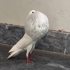 Norwich breeder pair fancy pigeon