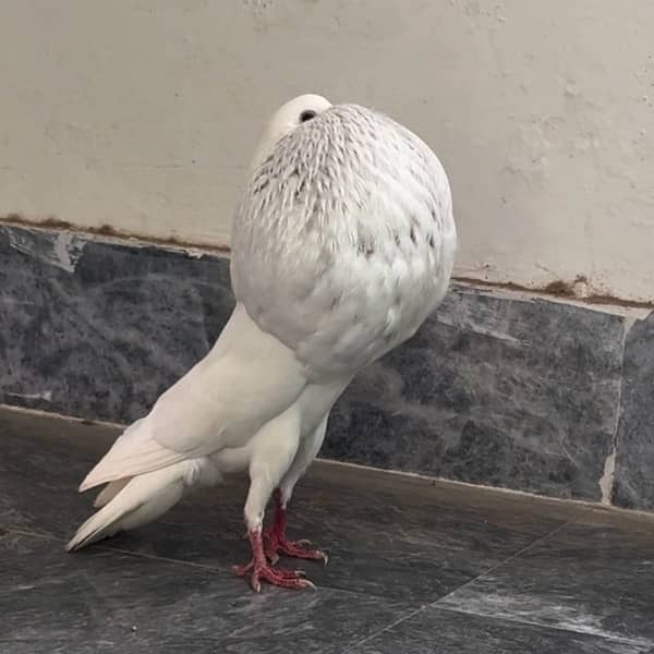 Norwich breeder pair fancy pigeon 0