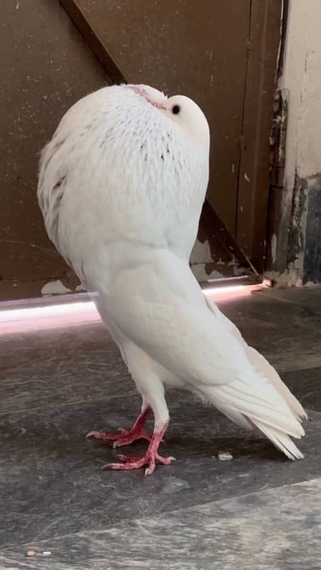 Norwich breeder pair fancy pigeon 1