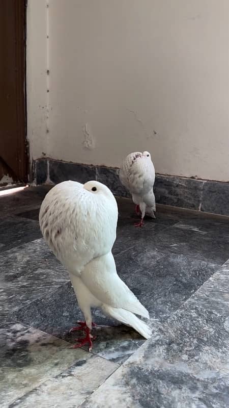 Norwich breeder pair fancy pigeon 3