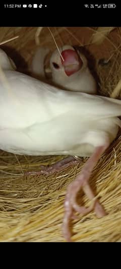 white java 110 % breeder pair 2 eggs bhi diya ha