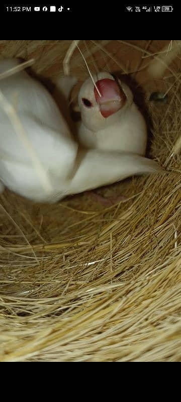 white java 110 % breeder pair 2 eggs bhi diya ha 1