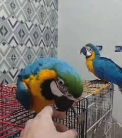 macaw parrot blue and gold O3O4 _O79_O437 my WhatsApp n