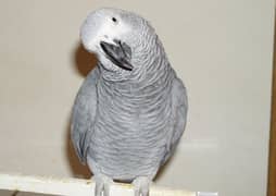 african grey african gray parrot female 1 year red factor