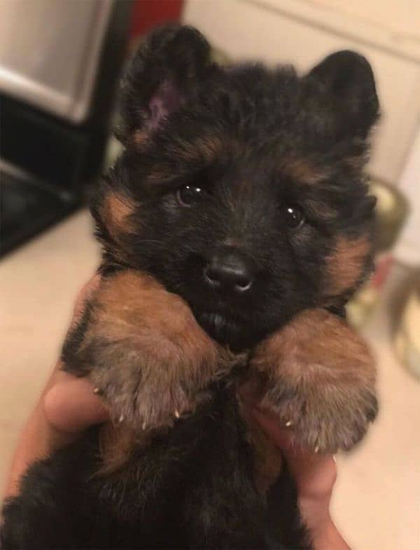 German shepherd puppy 03365993385 0