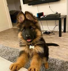 German shepherd puppy 03365993385