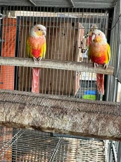 SUN CHEEK CONURES