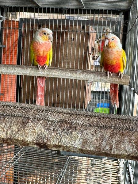 SUN CHEEK CONURES 0