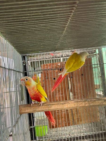 SUN CHEEK CONURES 1