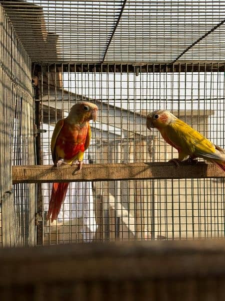 SUN CHEEK CONURES 2