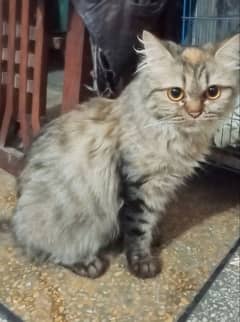 Female Persian Cat for Sale