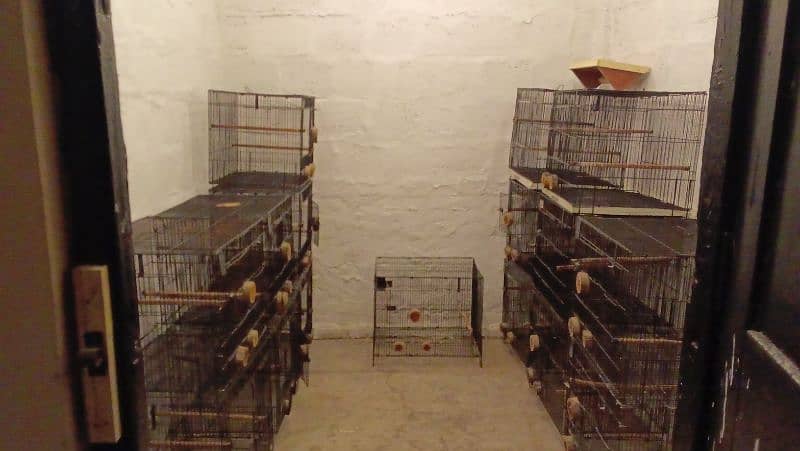 Parrot Cages for Sale – Perfect for Lovebirds! (Like New) 1