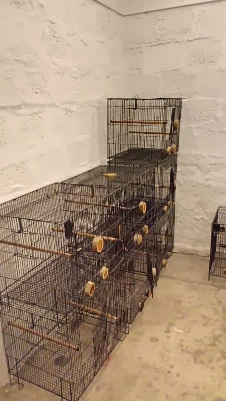 Parrot Cages for Sale – Perfect for Lovebirds! (Like New) 2