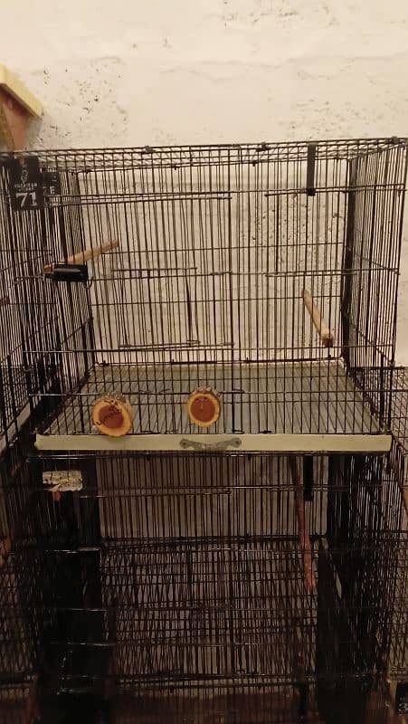 Parrot Cages for Sale – Perfect for Lovebirds! (Like New) 3